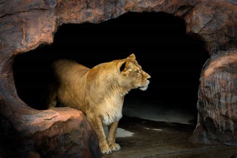 1,000+ Lion Cave Stock Photos, Pictures & Royalty-Free Images - iStock