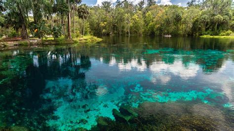 Visit Ocala: 2020 Travel Guide for Ocala, Florida | Expedia