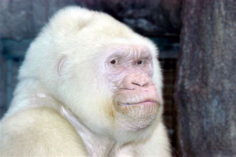 23 September 2003. Barcelona Zoo (Spain) 'Copito de Nieve' (little ...