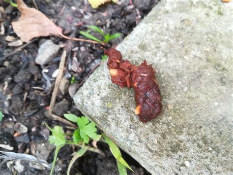 Is this hedgehog poo? — BBC Gardeners' World Magazine