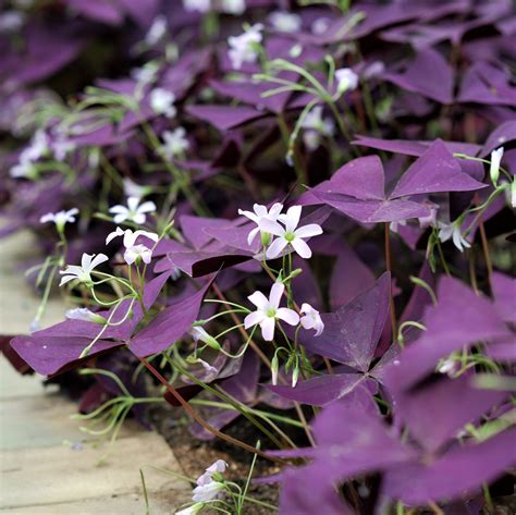 Whitish-Pink Oxalis Bulbs For Sale Online | Triangularis – Easy To Grow ...