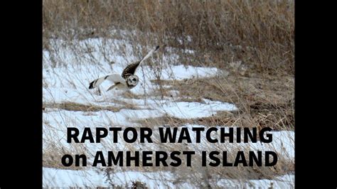 Amherst Island Birding - March 2021 - YouTube