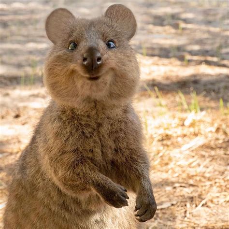 Pin on quokka