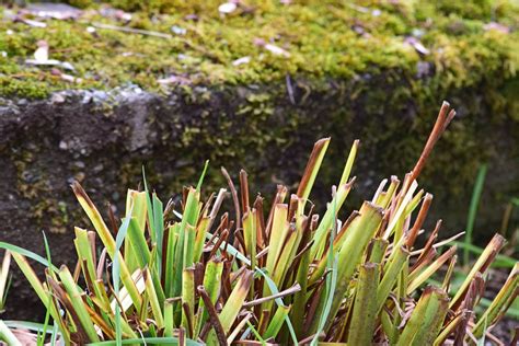 Perennial Maintenance: What To Cut Back In Fall & Spring - di Stefano ...