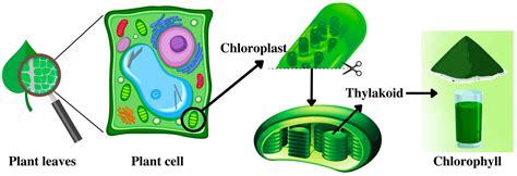 Chlorophyll In Plants Diagram