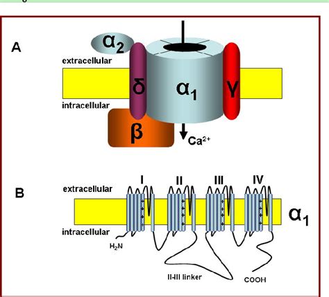 Figure 1 from Neuronal T–type calcium channels: What's new? Iftinca: T–type channel regulation ...