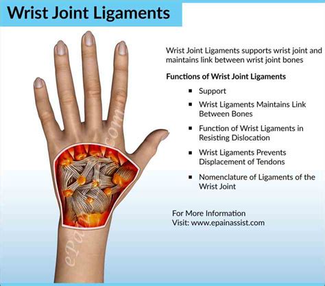 Anatomy Of The Wrist Joint | MedicineBTG.com