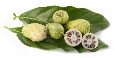 Noni Fruit Application For Treatment - ZAE Zone