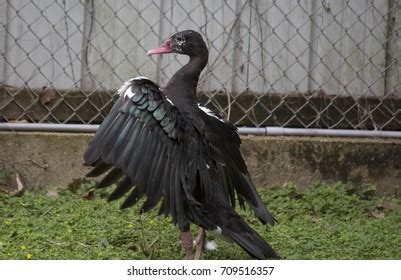 202 Spur winged goose Images, Stock Photos & Vectors | Shutterstock