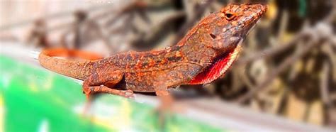 How to Catch a Lizard in the House Using a Box - Dengarden