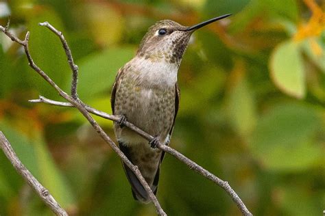 Types of Hummingbirds in North America