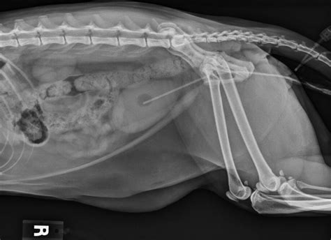 Should I do a decompressive cystocentesis in my blocked cat? | VETgirl ...