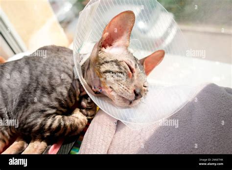 A cat after surgery to remove a polyp in the ear. The seam is visible. Wearing a protective ...