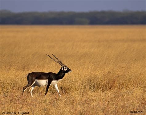 Blackbuck National Park at Velavadar - Travel Chronicles