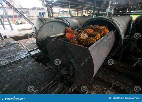 Palm Oil Processing stock photo. Image of factory, mill - 19733694