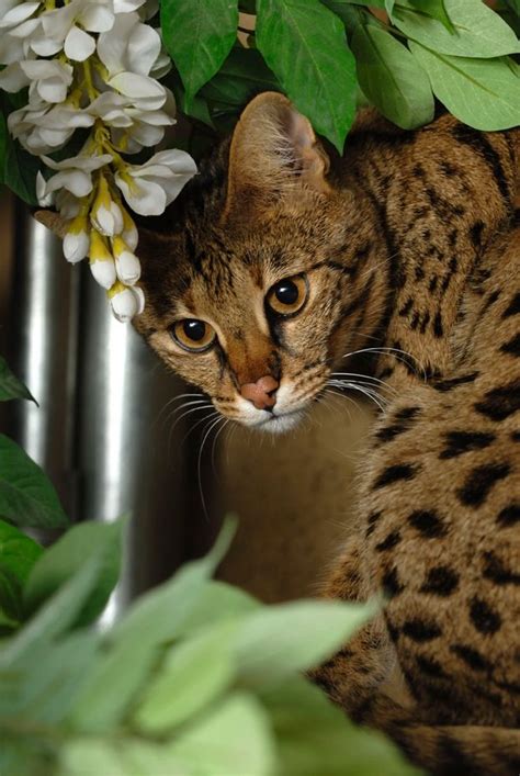 Savannah cat is a domestic hybrid cat breed. It is a cross between a serval and a domestic cat ...