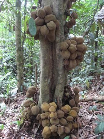 Durian Kura-kura, Durian Unik Berbuah Pada Pangkal Pohon | KASKUS