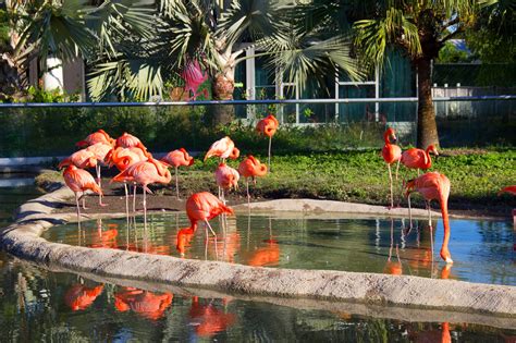 Zoo Miami Aims to Bring Flamingos Back to Florida