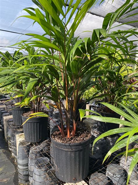 Cabada Palm, Exotic and Rare – Eureka Farms