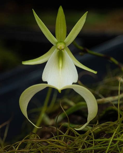 Chicago Botanic Garden on Instagram: “To the complete surprise of our experts, one of the Garden ...