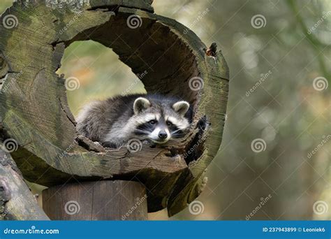 Raccoon Sleeping in a Tree Hollow Stock Image - Image of face, mask ...