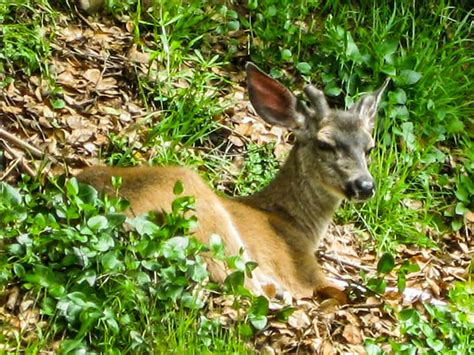 Offering Sanctuary To An Injured Adult Deer - Native Animal Rescue