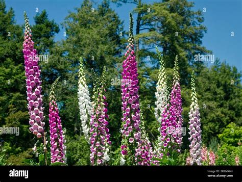 Common Foxglove, Digitalis purpurea, cultivated flowers, white, rosy-pink, lavender, bell shape ...