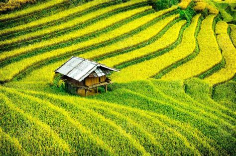 Rice fields on terraced of Mu Cang Chai,Vietnam 1347550 Stock Photo at ...