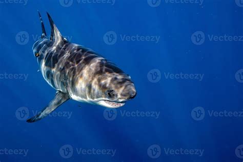 Great White shark ready to attack 20225488 Stock Photo at Vecteezy