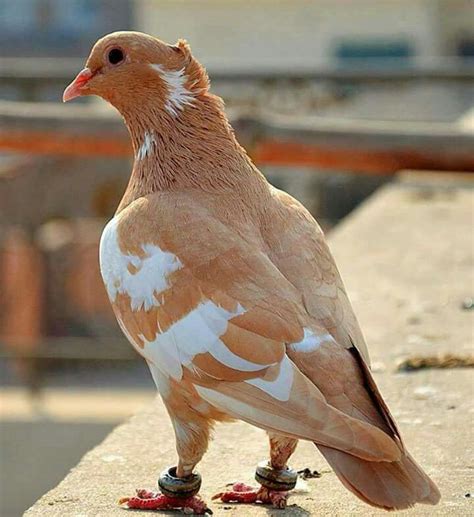 17 Best images about Pigeon on Pinterest | Sun, Oriental and Indian