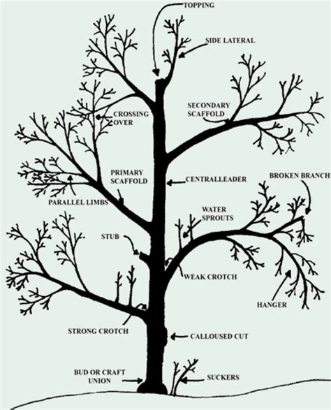 Fruit Tree & Citrus Pruning | Sonoma Valley, CA Business Directory