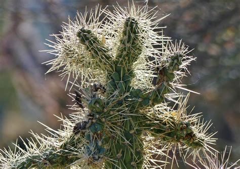 The Tale of the Jumping Teddy Bear Cholla Cactus - Earthwalkabout