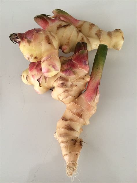 Growing Ginger Root in North Florida | Gardening in the Panhandle