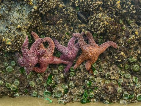 Oregon Coast Tide Pools Guide: The Best Spots to See Creatures