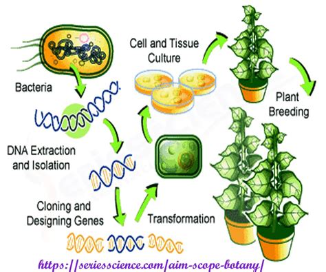 Genetically Modified Plant | Plant breeding, Genetics, Watermelon ...