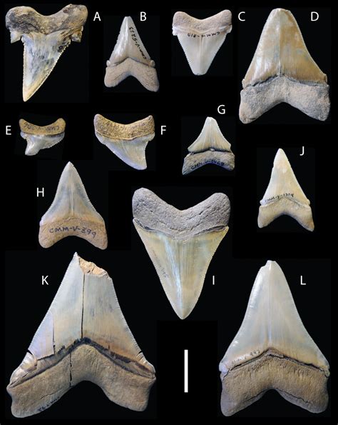 How megalodon’s teeth evolved into the ‘ultimate cutting tools ...