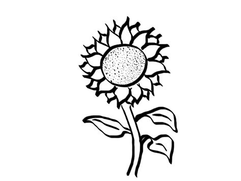 Black And White Sunflower Drawing | Free download on ClipArtMag