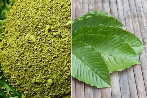 Kratom Powder 101: What Is It And How To Choose The Best - Naturalcave.com