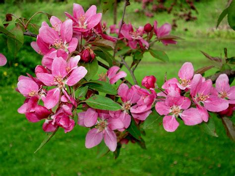 PRAISE PATCH PRODUCTIONS: Pink! Pink! Pink! Crabapple Tree Blossoms