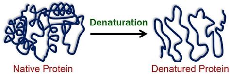 Protein Denaturation by Heat - Definition, Examples & Mechanism ...