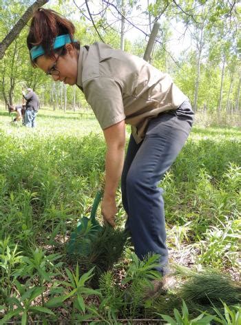 Government of Canada Invests $15 Million for Tree Planting | South Nation Conservation Authority