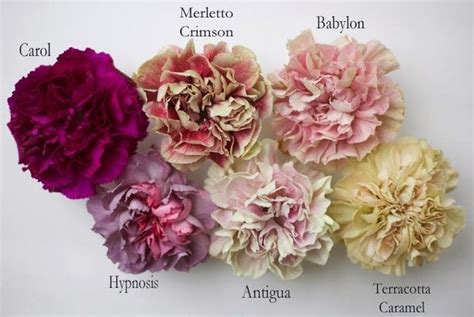 flower classroom: New Carnation Varieties