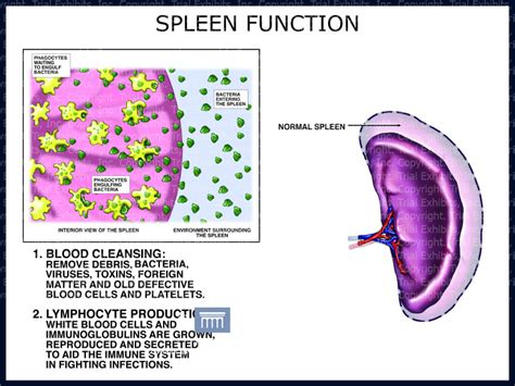 Spleen Function - TrialQuest Inc.