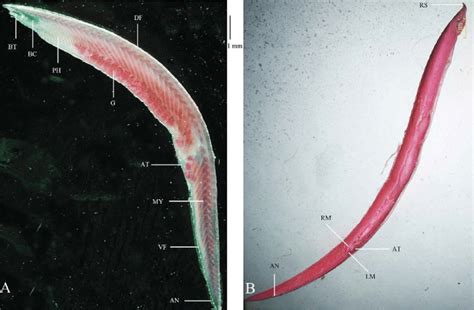 Branchiostoma lanceolatum collected in this study: A (INIOC-2-7S); B... | Download Scientific ...