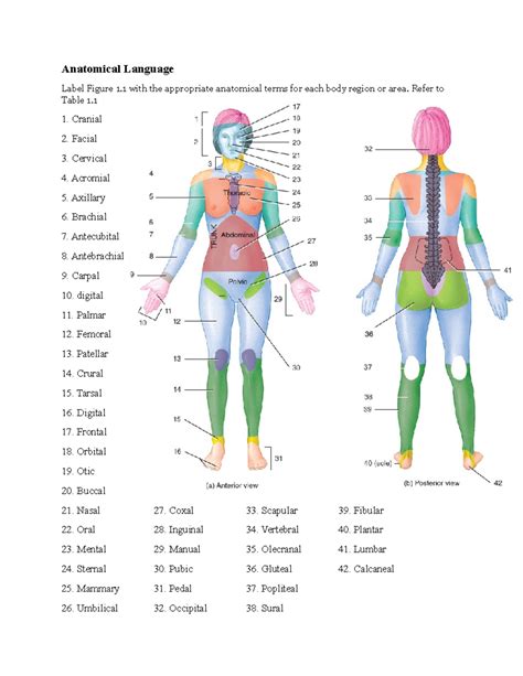 Anatomy And Physiology Labeling Games