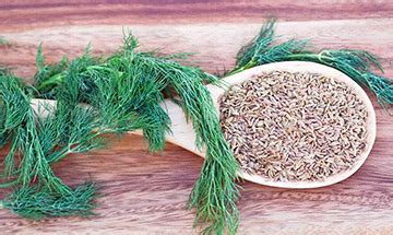 Dill Substitute: How to Replace Your Favorite Spice?