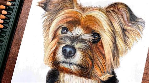 Drawing a Yorkshire Terrier using Colored Pencils - Time Lapse | NicArtistic - YouTube