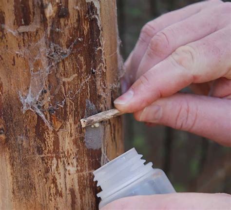 Seasonal Forest Health Note: Spotted Lanternfly Egg Masses — Research — Department of Ecosystem ...