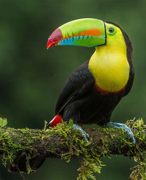 Amazon Rainforest Toucan | RAINFOREST ANIMAL