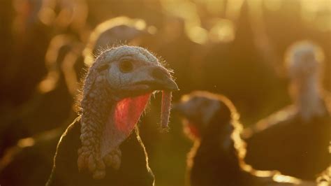 Around 25,000 turkeys to be culled after ninth outbreak of bird flu in ...